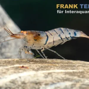 Markenprodukt Blau gestreifte Tigergarnele "Orange Eye", Caridina mariae "Blue striped"